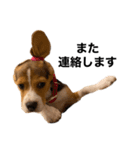 うちの社長犬（個別スタンプ：5）
