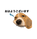うちの社長犬（個別スタンプ：6）