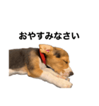 うちの社長犬（個別スタンプ：7）