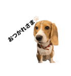 うちの社長犬（個別スタンプ：8）