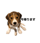 うちの社長犬（個別スタンプ：9）