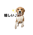 うちの社長犬（個別スタンプ：10）