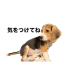 うちの社長犬（個別スタンプ：11）