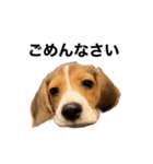 うちの社長犬（個別スタンプ：12）