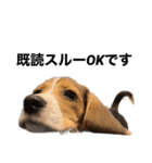 うちの社長犬（個別スタンプ：13）