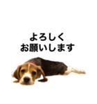 うちの社長犬（個別スタンプ：14）