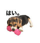 うちの社長犬（個別スタンプ：15）