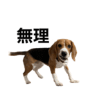 うちの社長犬（個別スタンプ：16）