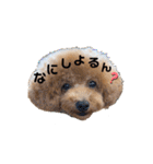 トイプードルこむぎとおんぷの広島弁（個別スタンプ：2）