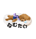 トイプードルこむぎとおんぷの広島弁（個別スタンプ：3）