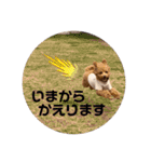 トイプードルこむぎとおんぷの広島弁（個別スタンプ：6）