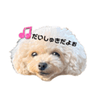 トイプードルこむぎとおんぷの広島弁（個別スタンプ：15）