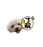 トイプードルこむぎとおんぷの広島弁（個別スタンプ：19）