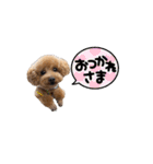 トイプードルこむぎとおんぷの広島弁（個別スタンプ：22）