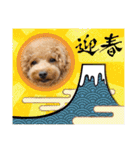 トイプードルこむぎとおんぷの広島弁（個別スタンプ：25）