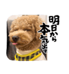 トイプードルこむぎとおんぷの広島弁（個別スタンプ：30）