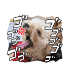 トイプードルこむぎとおんぷの広島弁（個別スタンプ：32）