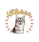 Daily of Tabby Cats（個別スタンプ：4）