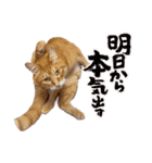 Daily of Tabby Cats（個別スタンプ：8）