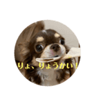 犬三昧ver23（個別スタンプ：1）