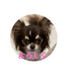 犬三昧ver23（個別スタンプ：2）