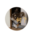 犬三昧ver23（個別スタンプ：3）