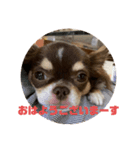 犬三昧ver23（個別スタンプ：4）