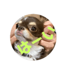 犬三昧ver23（個別スタンプ：7）