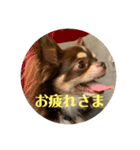 犬三昧ver23（個別スタンプ：8）