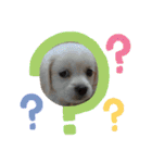 ペキックスのマックス 犬 vol.2（個別スタンプ：1）