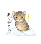 たまねこスタンプ（個別スタンプ：2）