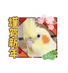 おかめインコキロ(冬バージョン)（個別スタンプ：7）