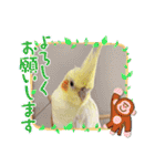 おかめインコキロ(冬バージョン)（個別スタンプ：18）