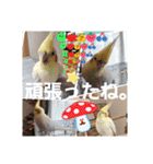 おかめインコキロ(冬バージョン)（個別スタンプ：19）