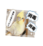 おかめインコキロ(冬バージョン)（個別スタンプ：21）