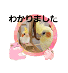 おかめインコキロ(冬バージョン)（個別スタンプ：33）