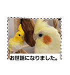 おかめインコキロ(冬バージョン)（個別スタンプ：34）