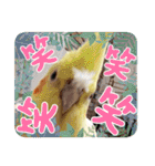 おかめインコキロ(冬バージョン)（個別スタンプ：37）