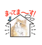 チャー猫スタンプ（個別スタンプ：5）