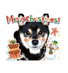 柴犬 黒柴きのこの日常10 クリスマス正月編（個別スタンプ：3）