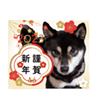 柴犬 黒柴きのこの日常10 クリスマス正月編（個別スタンプ：4）