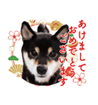 柴犬 黒柴きのこの日常10 クリスマス正月編（個別スタンプ：5）