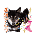 柴犬 黒柴きのこの日常10 クリスマス正月編（個別スタンプ：9）