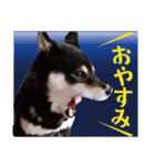 柴犬 黒柴きのこの日常10 クリスマス正月編（個別スタンプ：14）