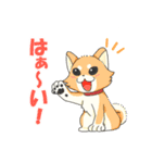 ころころこしば（個別スタンプ：1）