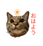 ☆れいさんスタンプ☆（個別スタンプ：3）