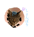 ☆れいさんスタンプ☆（個別スタンプ：31）