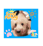 愛犬のルイ君（個別スタンプ：1）
