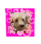 愛犬のルイ君（個別スタンプ：5）