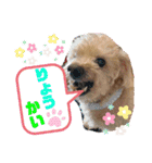 愛犬のルイ君（個別スタンプ：6）